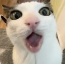 Kittykitty