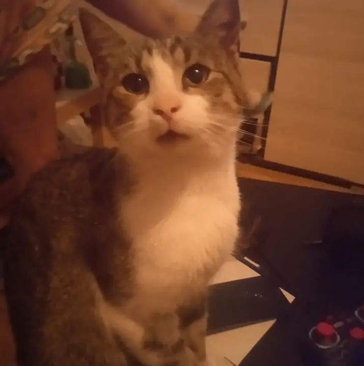 My cat