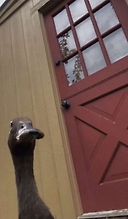 goose