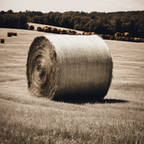 Inanimate Insanity infinity