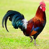 Animals Collection