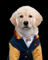 Pup Academy [Español Latino]