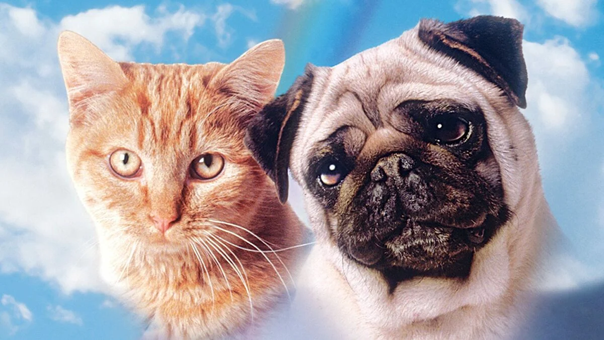 The Adventures Of Milo And Otis Collection