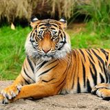 Animals