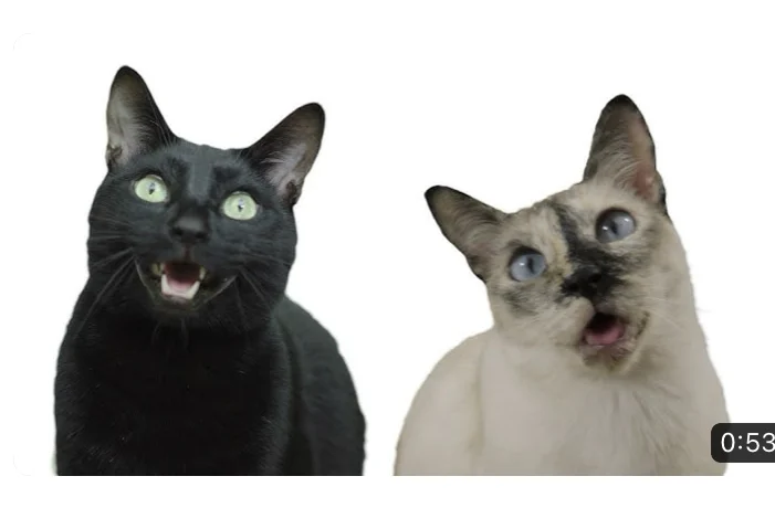N2 Cat Crew
