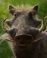 Warthog