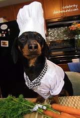 Crusoe the Dachshund collection