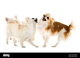dogs