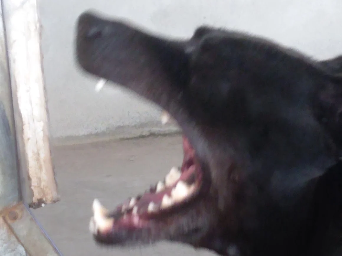 dogs