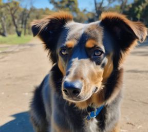 Bluey heeler