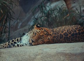 Ali