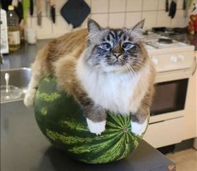 Watermelon cat