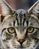 Gato