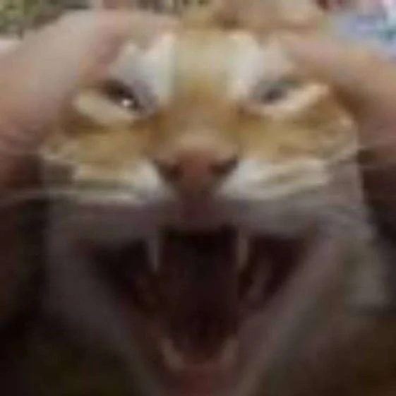 taigo