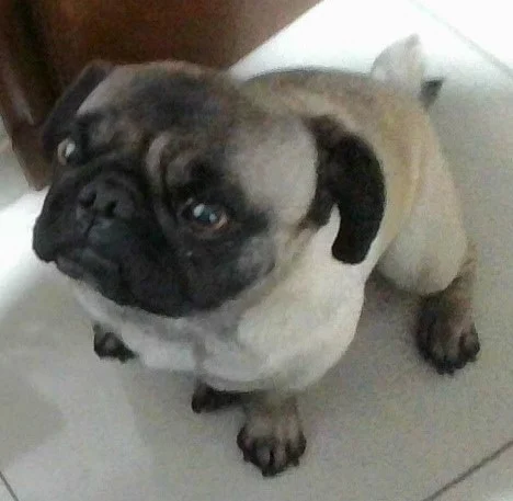Arya (my dog)