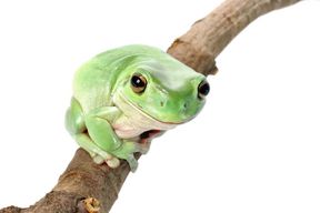 White tree frogs