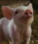 Wilbur (2006, Live-action)