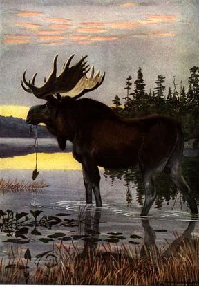 Moose