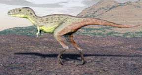 Raptorex kriegsteini