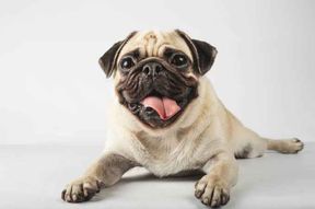Cachorro da minha vizinha - raça salsicha
