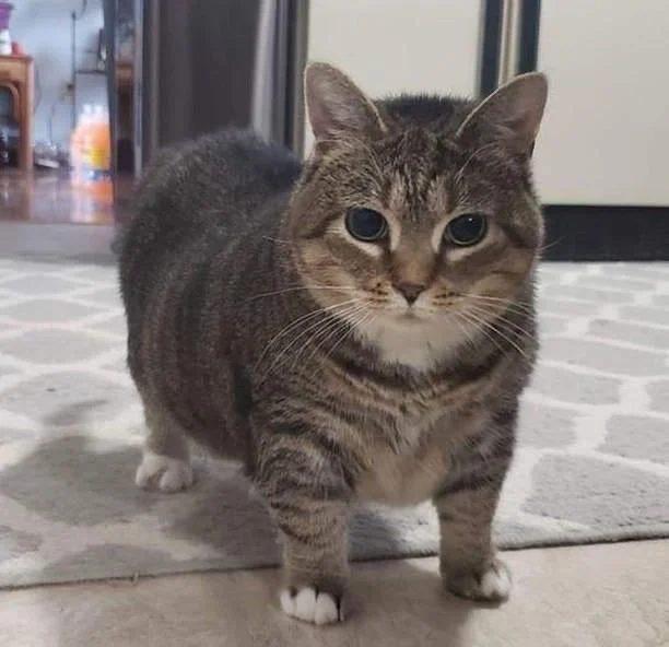 Oiiaoiia Cat