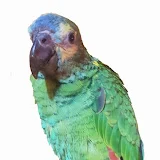 Carlitos Loro