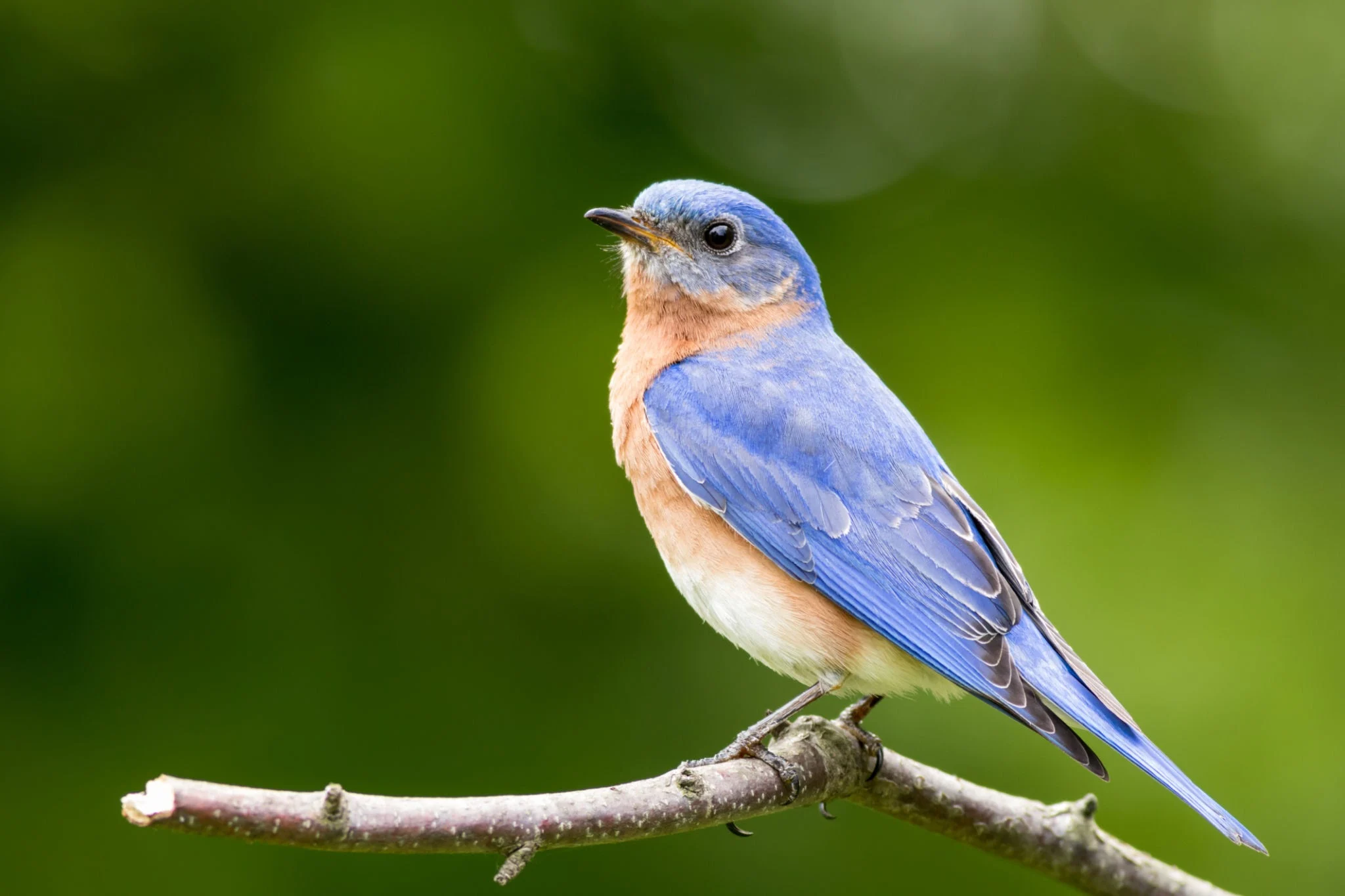 literally a bird