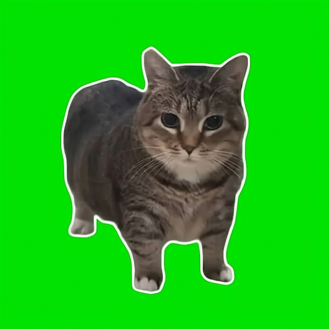 Oia Cat