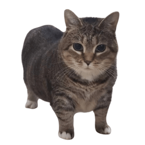 oia cat