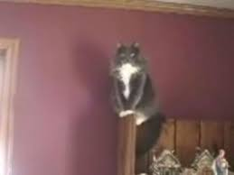 some guy yells at some cats