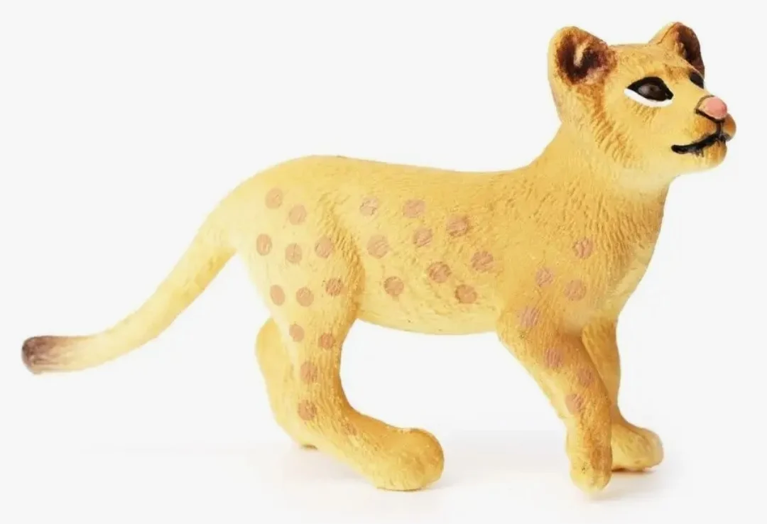 Young Cody The Lion Cub