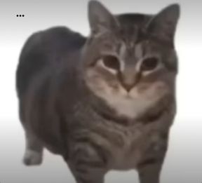 O II A (CAT MEME)