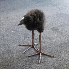 DAMN pukeko