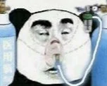 panda meme