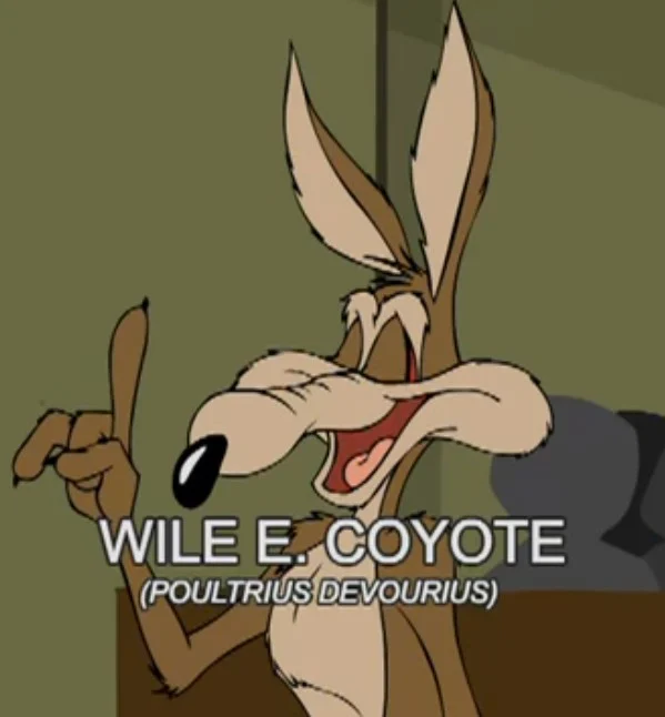 Wile E. Coyote (Maurice LaMarche)
