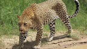 leopard