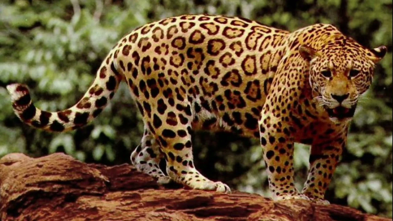 jaguar