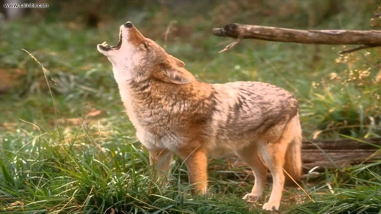 coyote
