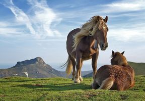 Caballo 