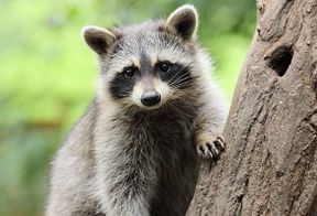 Damm Raccoon 
