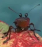 Ant (It's A Big Big World) (Keith Wickham)