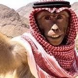قرد الطايف 
