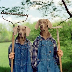 William Wegman (Dog videotragrapher on Sesame Street)