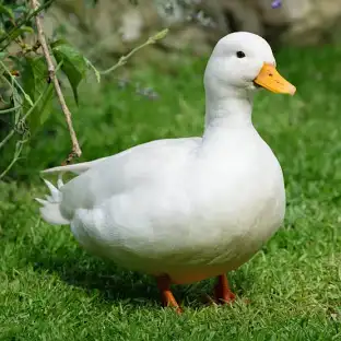 Pato user image