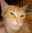 AzeGigaCat user image