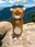 gummylion. user image