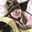 Hol Horse Games user image