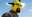 llp2315 user image