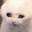 slkdow user image