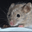 Charles user image